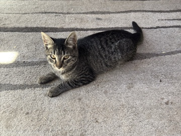 cat – Renton