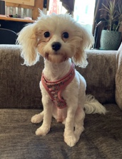 Maltese – 2 years old female Maltipoo