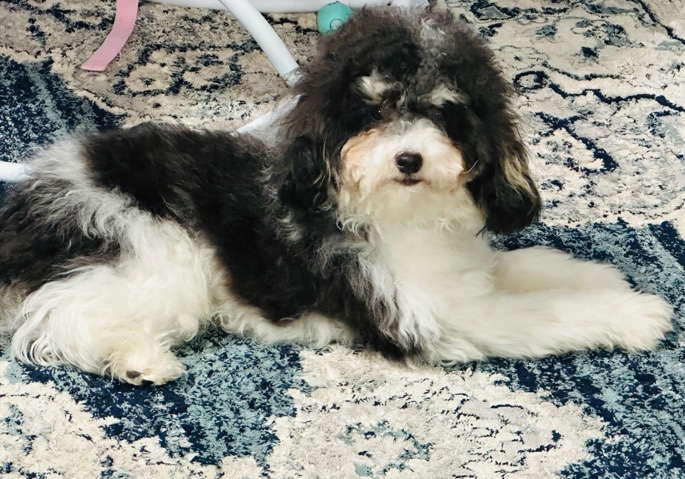 Looking for a loving home for our Puppy