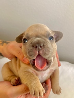 French Bulldog β French Bulldog rehome