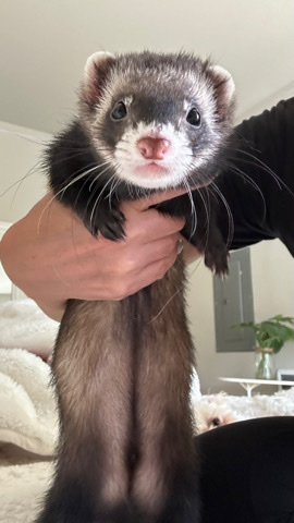 ferret – 2 ferrets and a cage