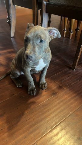 American Pit Bull Terrier – rehome asap /American pitbull terrier
