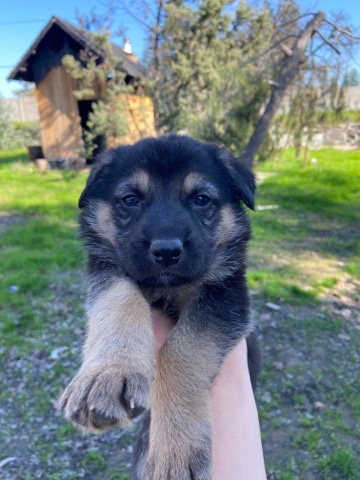 German Shepherd – German shepherd puppies