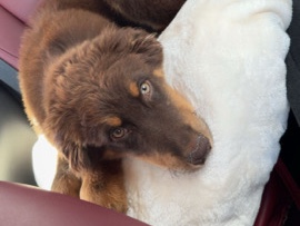 Australian Shepherd – Friendly Australian Shepherd Puppy – 5 Months Old – Burnet