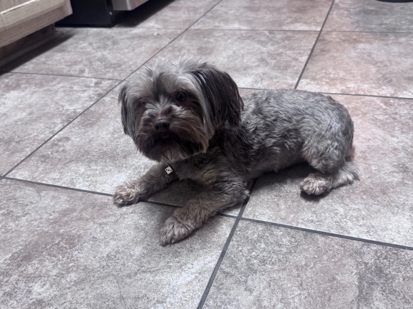 Yorkshire Terrier - Rehoming My Yorkie, Tobi available for adoption in Memphis