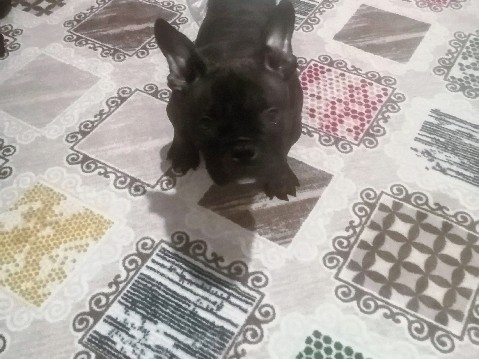 Image of American Bulldog