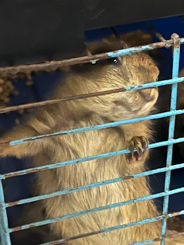 prairie dog puppies