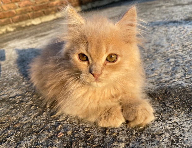 Persian (Modern) – persian cat long coat
