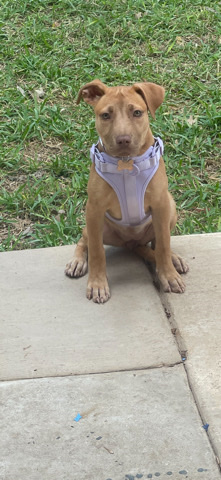 Redbone Coonhound – Nala