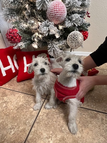 Standard Schnauzer – Beautiful Schnauzer Puppies