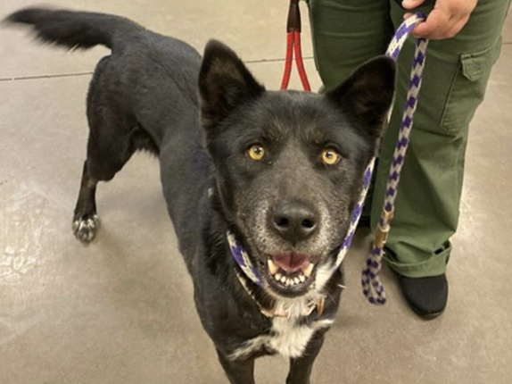Siberian Husky – Sweet 3 Year Old Husky Mix - Friendly, Trained – Tempe