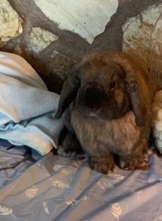 Holland Lop – rehome Bunny