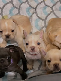 French Bulldog – buscando hogar – Deerfield Beach