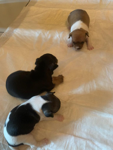 Chihuahua – Chihuahua puppy