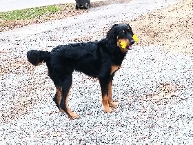 Meet Reece! Located in Cleveland,TN – Asheville