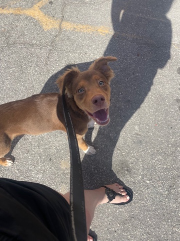 Australian Shepherd – Hershey