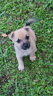 Pomeranian – puppies for sale