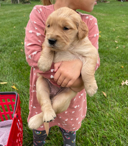 Golden Retriever – Akc golden retrievers