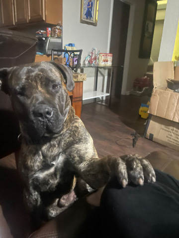 Perro de Presa Canario – cute dog