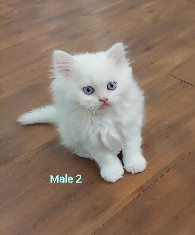 Persian (Traditional) – Blue Eyed White Persian Purebred Dollface Kitten