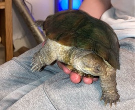 Turtle – African Sideneck turtle – Dothan