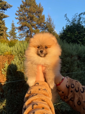Buy Pomeranian Pomerian Welpe for sale in your area