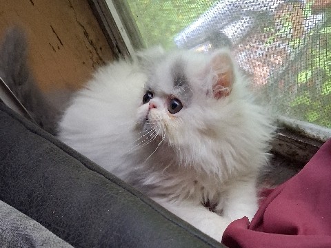 Persian (Modern) – beautiful persians – Limington