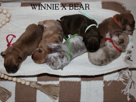 French Bulldog – AKC French Bulldog Puppies-INCLUDING 2 LILAC MALES – American Fork