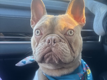 French Bulldog – looking for my forever couch – New Bedford