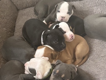 American Pit Bull Terrier – pitbull puppies male and female – Scranton