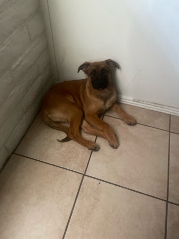 Belgian Shepherd Dog (Malinois) – German Shepard pup