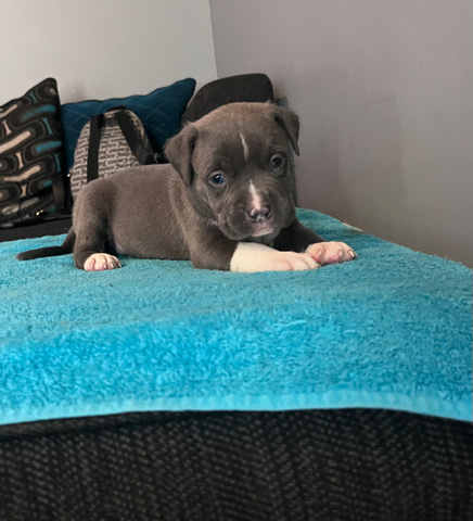American Bulldog – American bully pups