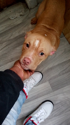 American Pit Bull Terrier – American Bully Pups