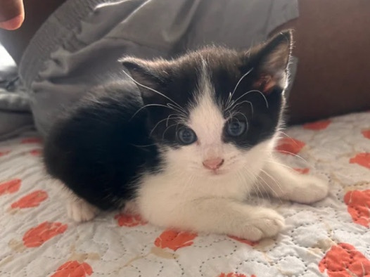 Sweet 11 Week-Old Kittens for Sale – London
