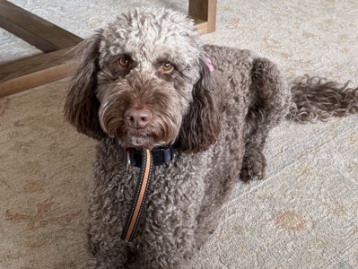 Labradoodle – 6 year old chocolate labradoodle – Moore