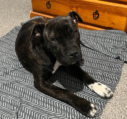 Staffordshire Bull Terrier – Staffordshire Bull Terrier cross