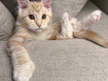 Maine Coon – Beautiful Maine Coon Mix Kitten – 6 Months Old – Windsor