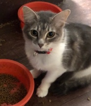 Must rehome loving cat