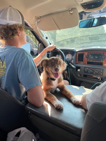 Australian Shepherd – Aussie needs a loving family