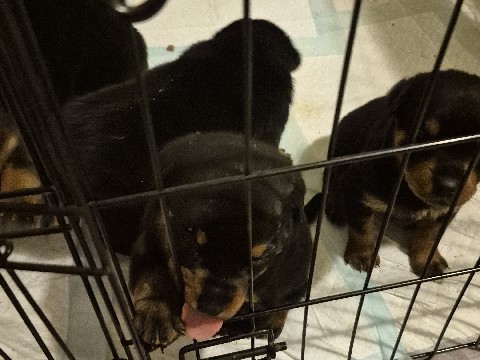 Rottweiler Puppies 