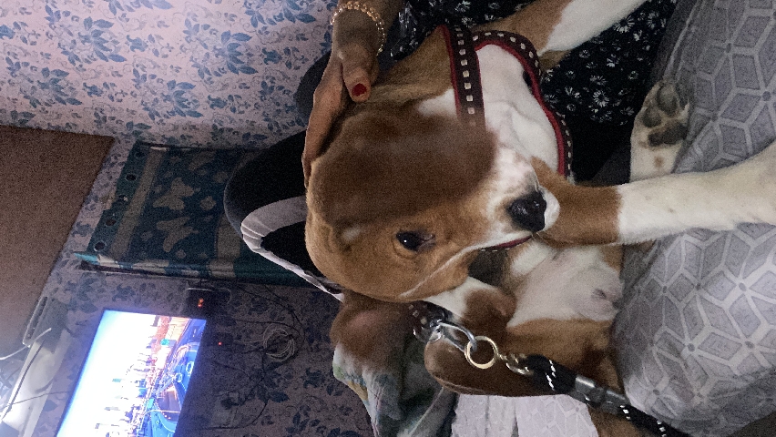 Beagle – 1.5 year old beagle dog very active and friendly and really cute