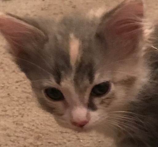 Munchkin – deluded munchkin calico