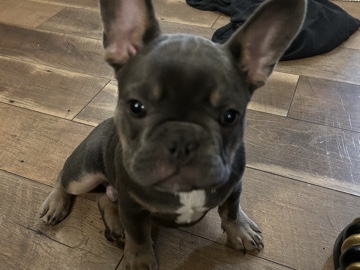 French Bulldog – 12 week old French bulldog – Sanford