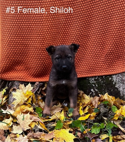 German Shepherd – AKC German Shepherd