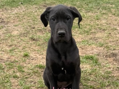 AKC Registered Great Dane