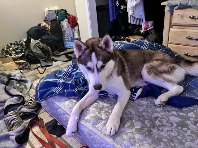 Siberian Husky – Husky