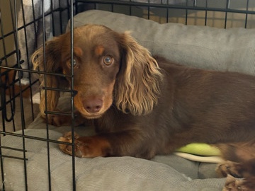 Dachshund – Brown Haired Doxle – Indianapolis