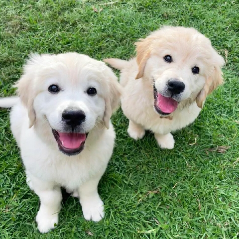 Golden Retriever – Golden retriever