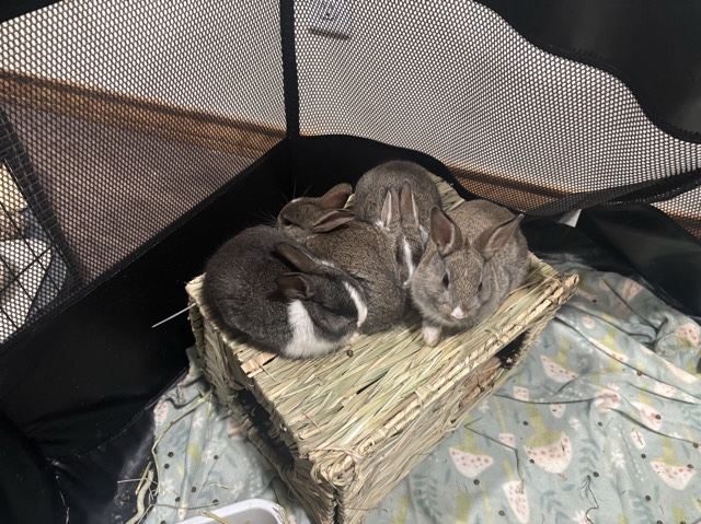 Dutch – baby rabbits for sale – Snyder