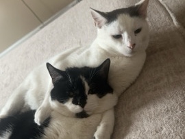 American Shorthair – rehome two cats – Columbus
